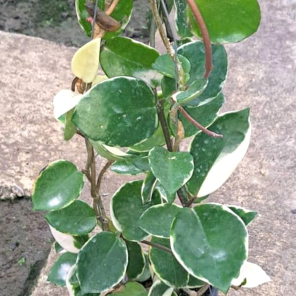 Хойя CARNOSA KRIMSON QUEEN