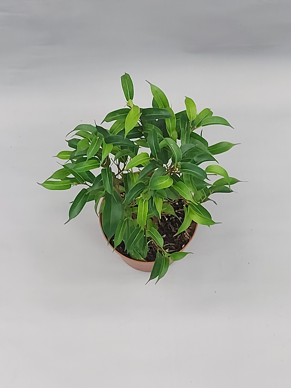 Фикус Бенджамина Наташа 12/35