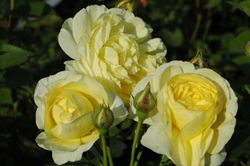 Голден Бордер (Golden Border)