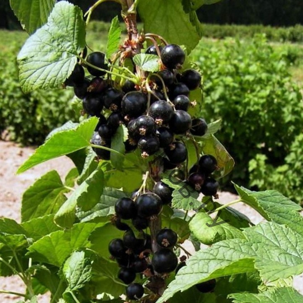 Смородина чёрная ПЕТЕРБУРЖЕНКА (АПАТИКА)