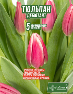 Тюльпан Луковица, Дебютант, 5+шт неочищенные