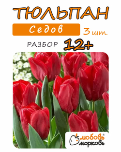 Тюльпан Луковица, Седов 3 шт, разбор 12+ (Любовь Морковь)