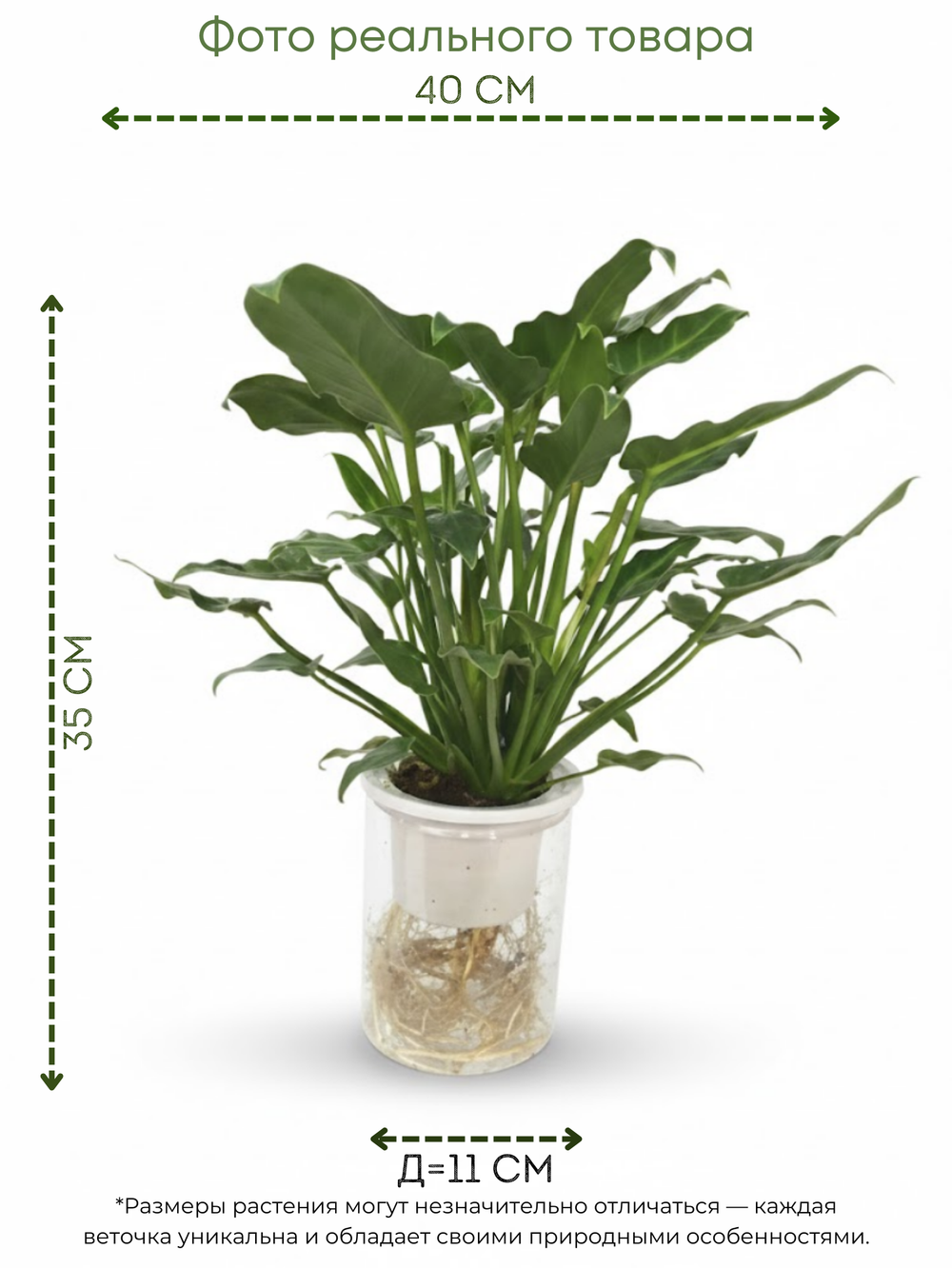 Филодендрон Angel д.11, в горшке с автополивом