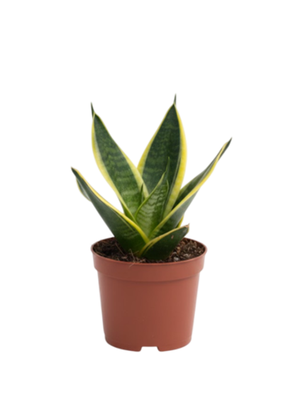 Сансевиерия Single Head Lotus Orc