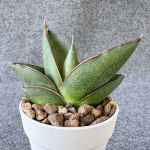 Сансевиерия NOAH'S ARCH