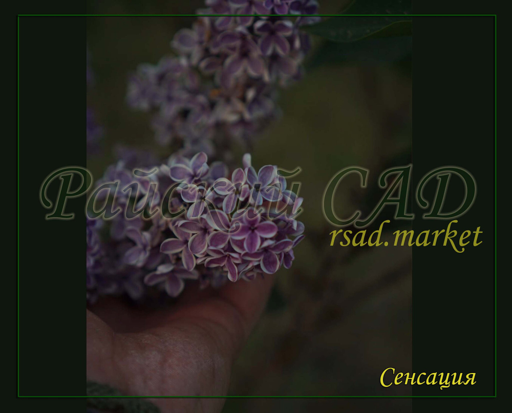 Сирень Сенсация