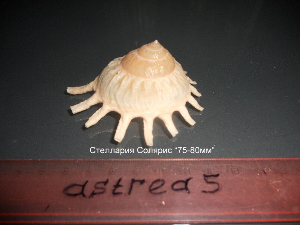Стеллария Солярис "75-110 мм"