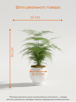 Аспарагус Earth Mexican Fern пластиковый горшок д.12