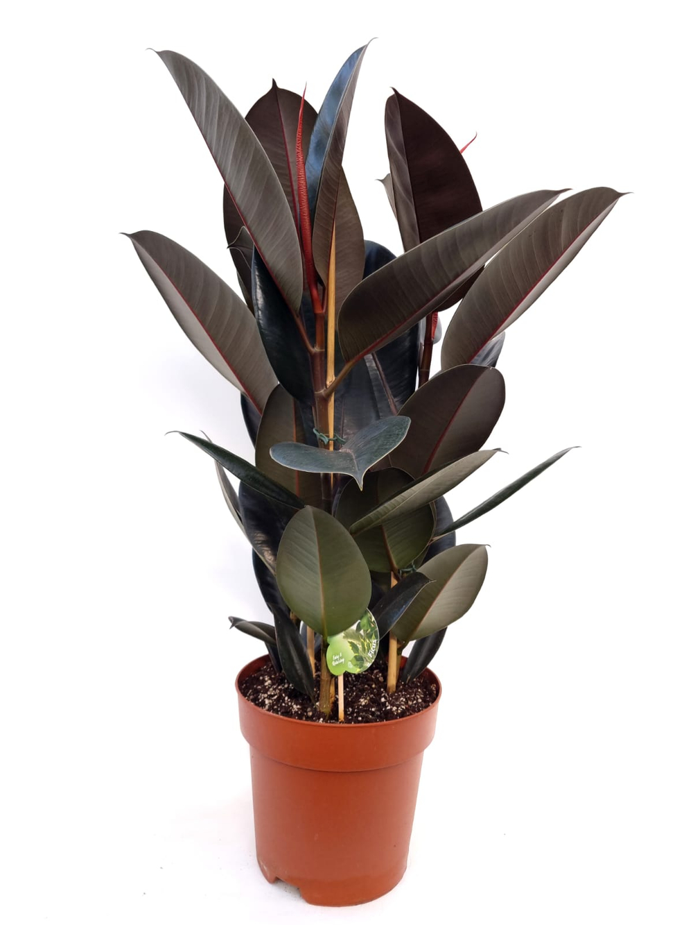 Фикус Эластика микс 3 РР