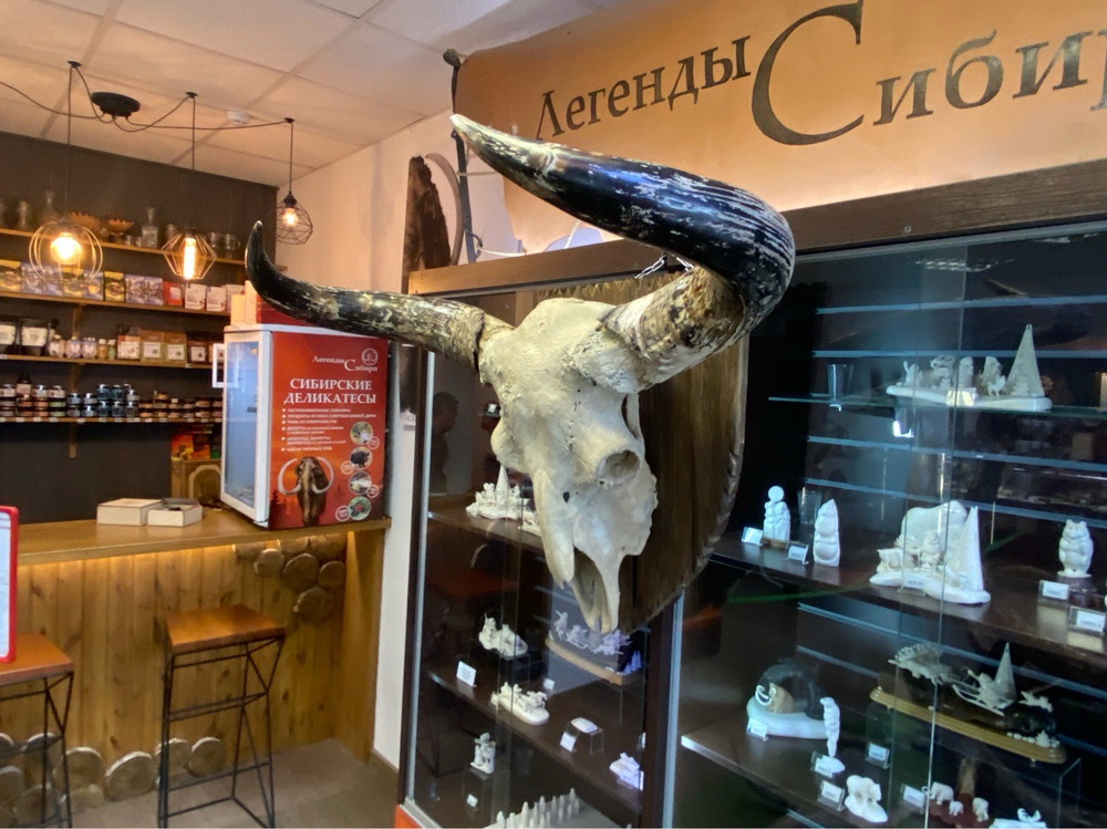 Череп ископаемого бизона