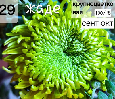 САЖЕНЦЫ ХРИЗАНТЕМЫ КРУПНОЦВЕТКОВОЙ № 29 ЖАДЕ