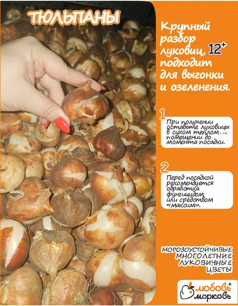 Тюльпан Луковица, Миранда 3 шт, крупный разбор 12+