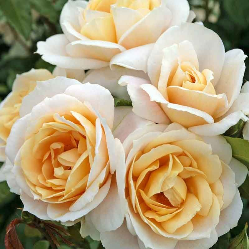 Лионс Розе (Lions Rose)