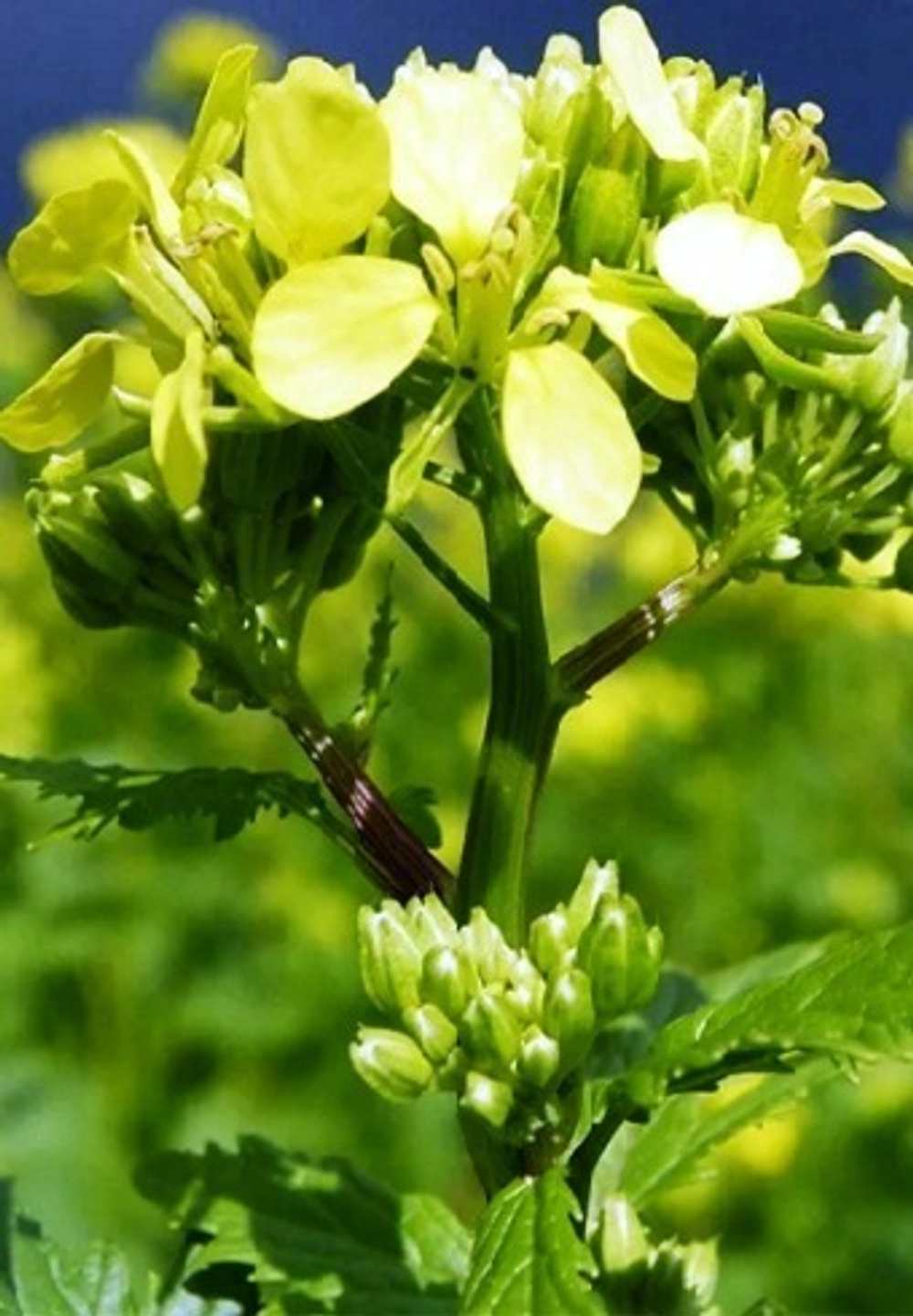 Горчица белая 1кг (10шт)