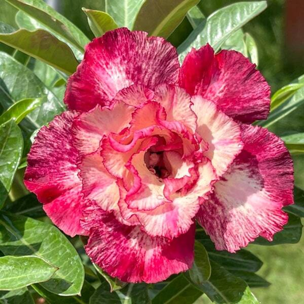 Адениум обесум 362 Việt Quỳnh Hương