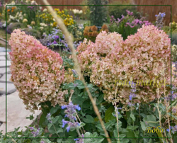 Гортензия метельчатая Бобо (Hydrangea paniculata `Bobo`)