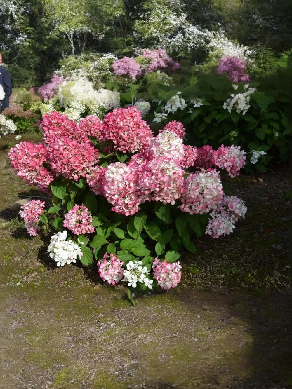 Гортензия метельчатая Пинки Промис