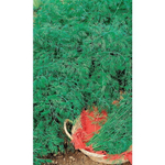 Семена Укроп Дважды Ароматный (УД) Е/П