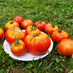 Помидоры Ранние Лабрадор