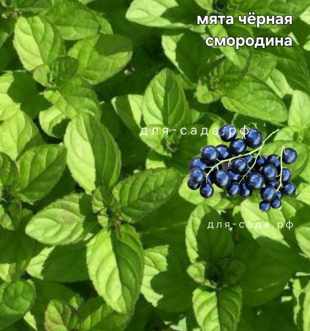 Мята чёрная смородина
