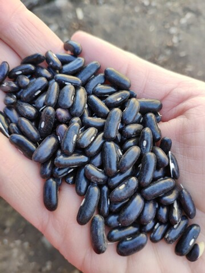 Фасоль чёрная