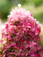 Гортензия метельчатая Пинки Промис