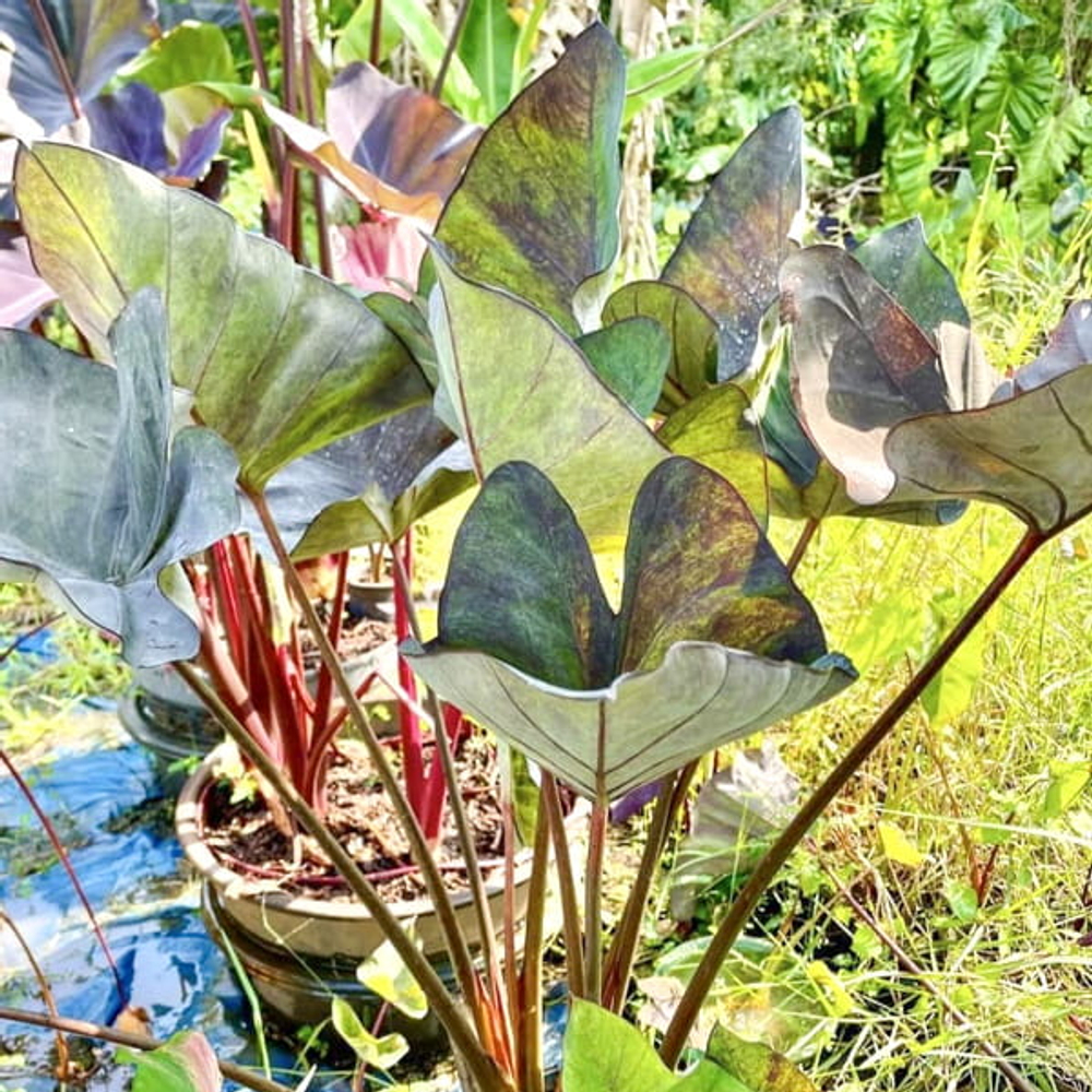 Колоказия MAGIC CUP