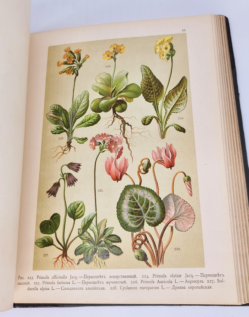 "Ботанический атлас по системе де-Кандоля". К.Гофман. 1899 г. - редкая книга