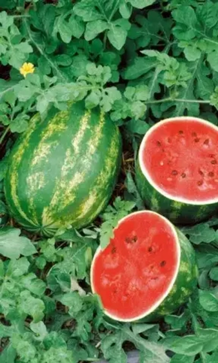 Арбуз Сибирский гигант 10шт УрДачник