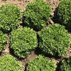 ЭКСПЕРТАЙЗ семена салата (Rijk Zwaan | Alexagro)