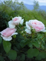 Роза шраб Лавли Мейян