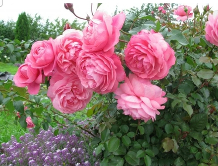 Роза Раймон Бланк (Raymond Blanc)