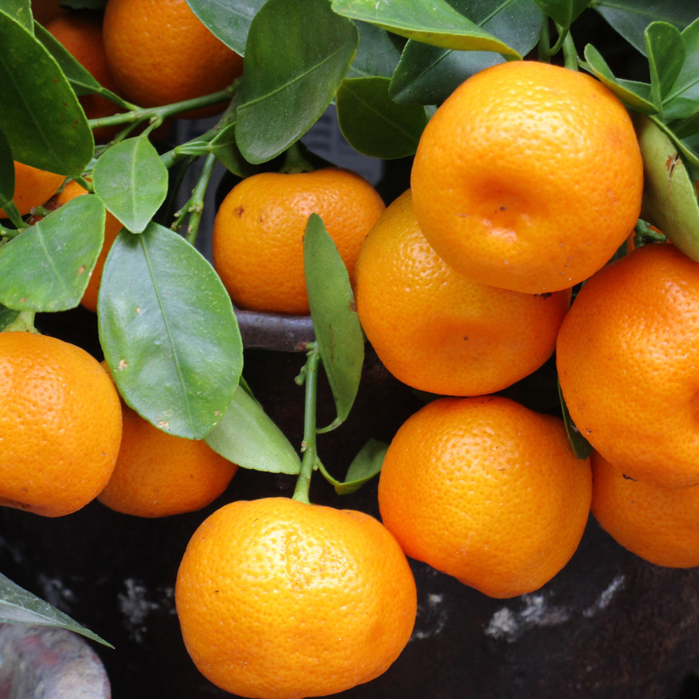 Ароматизатор Mandarin & Basilic (Мандарин и Базилик) - купить по ...