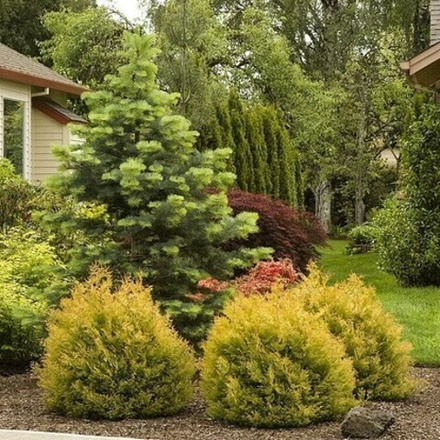 Туя складчатая Collyer's Gold ( Коллерс Голд ) 27 см