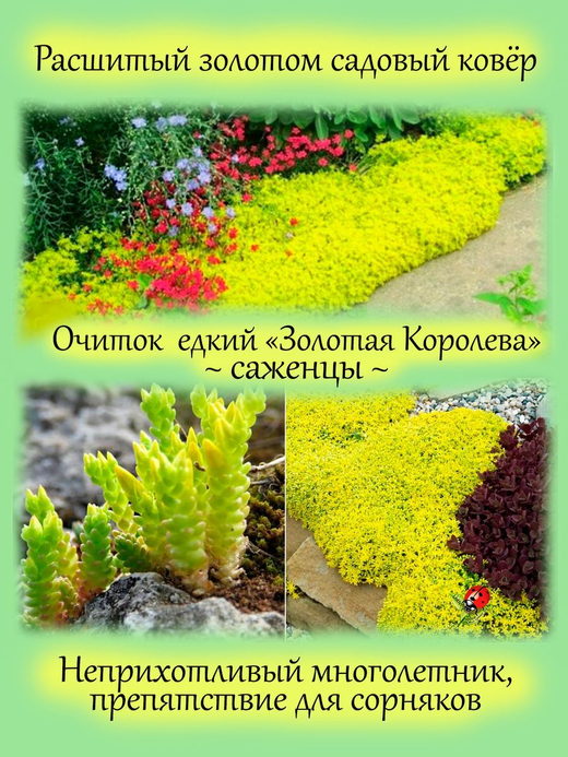 Седум едкий Золотая Королева очиток почвопокровный