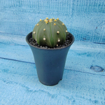 Astrophytum Asterias (Астрофитум)