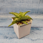 Aloe Rauhii Snowflake (Алоэ)