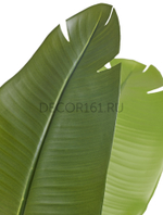 Стрелиция New Style зелёная в-180 см (20 листов) (Sensitive Botanic) 2/2 10.072436N