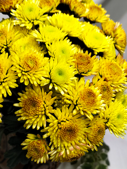 Хризантема кустовая Stalion yellow 🌼 к.38 (отгрузка август - сентябрь 2025г)