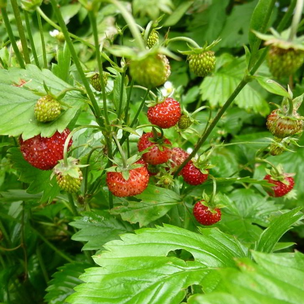 Земляника лесная. Fagaria vesca.