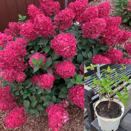 Гортензия Самарская Лидия саженец 2х летний