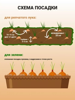Лук севок озимый для посадки Штутгартер Ризен 1 кг