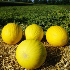 Форбан F1 семена дыни (Clause / Клос)