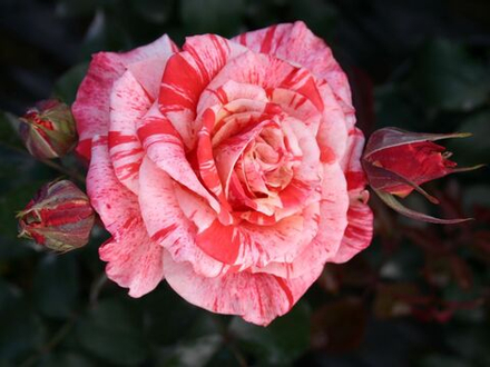 Роза чайно-гибридная Филателия (Philatelie)
