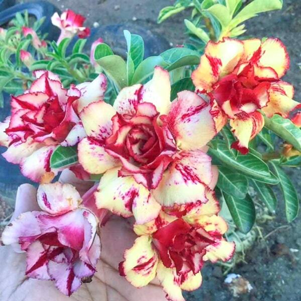 Адениум PRAGAI THONG