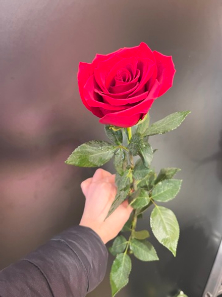 Роза (эксплоэр 60 см)