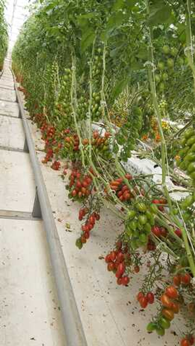 Тобреин F1 семена томата индетерминантного ( Yuksel Tohum / )