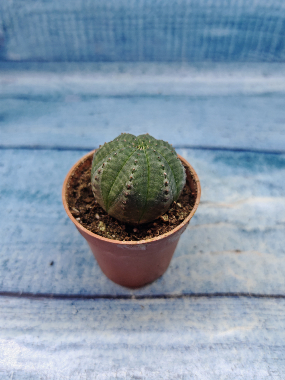 Euphoria Obesa (Эуфорбия)