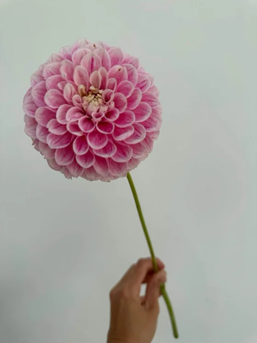 Георгин Marshmellow Baby (корень) Закупка М55 апрель 2026