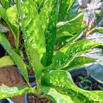 Диффенбахия CROCODILE / KLED MANGKORN (A104)